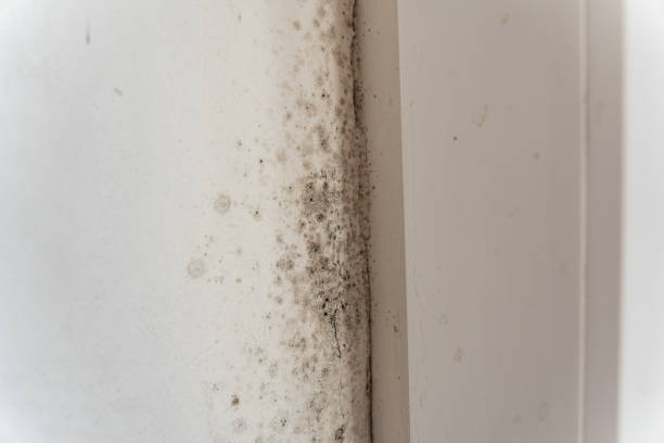 Best Mold Documentation for Insurance Claims  in Azalea Park, FL