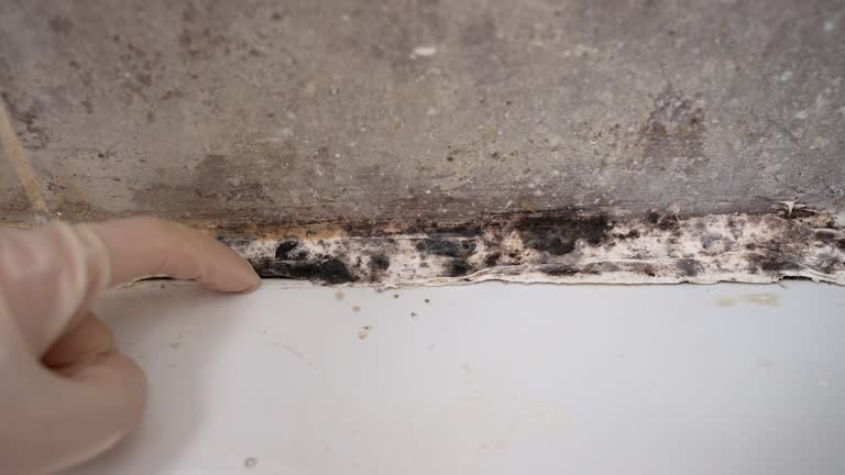 Best Mold Removal for HVAC Installations  in Azalea Park, FL
